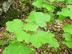 Acer opalus obtusatum