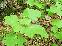 Acer opalus obtusatum