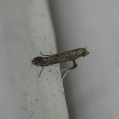 Parornix geminatella