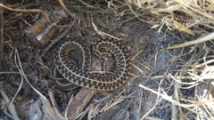 Thamnophis bogerti