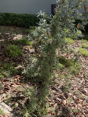 Podocarpus macrophyllus maki