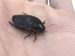 Dytiscus carolinus