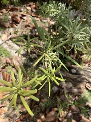Podocarpus macrophyllus maki