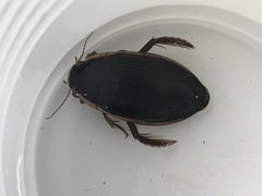 Dytiscus carolinus