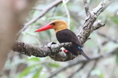 Pelargopsis amauroptera