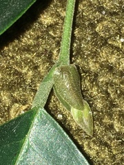 Shorea leprosula