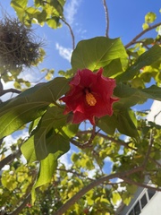 Thespesia grandiflora
