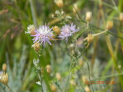 Centaurea odessana