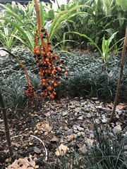 Chamaedorea tepejilote