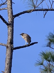 Nycticorax nycticorax image