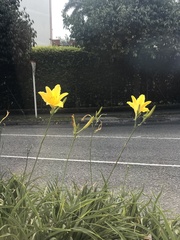 Hemerocallis