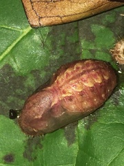 Rapala pheretima sequeira