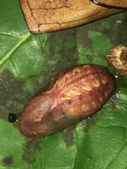 Rapala pheretima sequeira