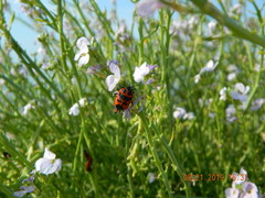 Eurydema spectabilis