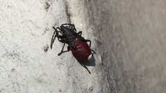 Oxycarenus lavaterae