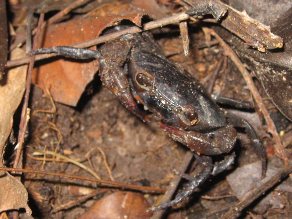 Brasiliothelphusa