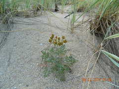 Astrodaucus littoralis