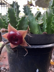 Huernia insigniflora
