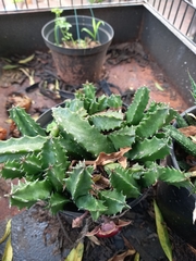 Huernia insigniflora