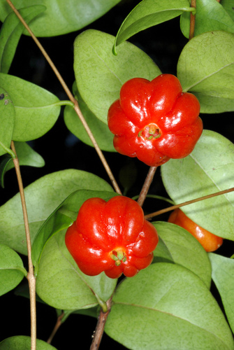 Surinam cherry