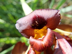 Iris atropurpurea