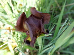 Iris atropurpurea