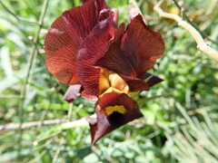 Iris atropurpurea