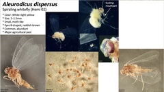 Aleurodicus dispersus