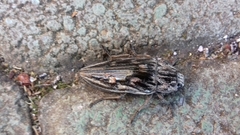 Chalcophora intermedia