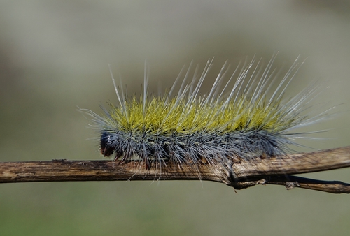 Thaumetopoea herculeana
