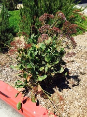 Limonium californicum
