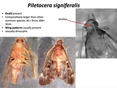 Piletocera signiferalis