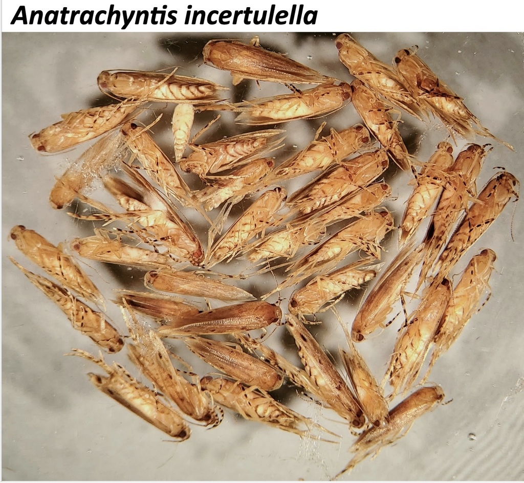 Anatrachyntis incertulella