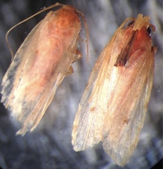 Stoeberhinus testaceus