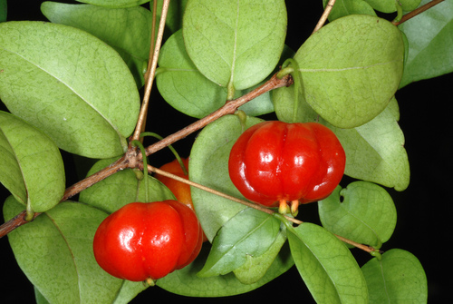 Eugenia uniflora