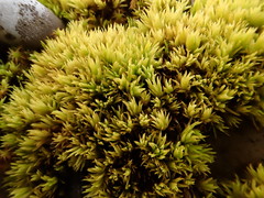 Tortella inclinata
