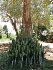 Sansevieria trifasciata