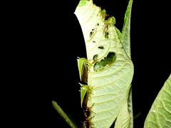 Alchisme tridentata