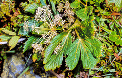 Peucedanum ostruthium