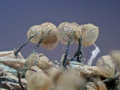 Cribraria intricata