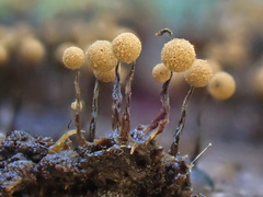 Cribraria intricata