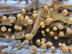 Cribraria intricata
