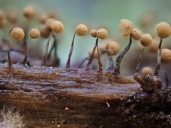 Cribraria intricata