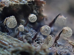 Cribraria intricata