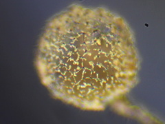 Cribraria intricata