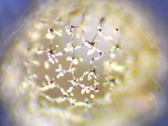 Cribraria intricata