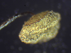 Cribraria intricata