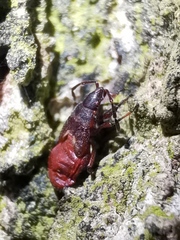 Oxycarenus lavaterae