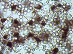 Cribraria intricata