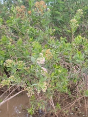 Nidorella ivifolia